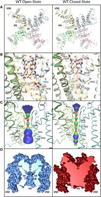 Structural modeling of hERG channel–drug interactions using Rosetta